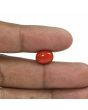 Red Coral (Moonga) - 5.08 Carat 