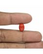 Red Coral (Moonga) - 5.08 Carat 