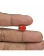 Red Coral (Moonga) - 5.08 Carat 