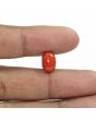 Red Coral (Moonga) - 5.88 Carat 
