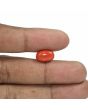 Red Coral (Moonga) - 6.36 Carat 