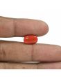 Red Coral (Moonga) - 6.36 Carat 