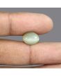 Quartz Cat's Eye - 6.38 Carat 