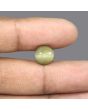 Quartz Cat's Eye - 5.32 Carat 