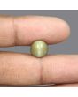 Quartz Cat's Eye - 5.32 Carat 
