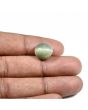 Quartz Cat's Eye (Lehsunia) Carat 8.3 