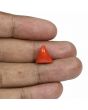 Red Coral (Moonga) - 5.57 Carat 