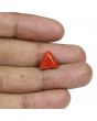 Red Coral (Moonga) - 5.41 Carat 