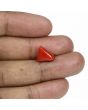 Red Coral (Moonga) - 5.55 Carat 