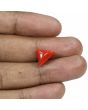 Red Coral (Moonga) - 5.09 Carat 