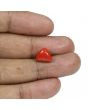 Red Coral (Moonga) - 5.66 Carat 