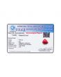Red Coral (Moonga) - 5.66 Carat 