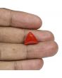 Red Coral (Moonga) - 9.11 Carat 