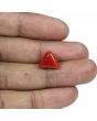 Red Coral (Moonga) - 7.68 Carat 