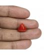 Red Coral (Moonga) - 7.68 Carat 