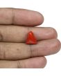Red Coral (Moonga) - 8.11 Carat 
