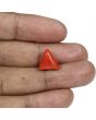 Red Coral (Moonga) - 6.62 Carat 
