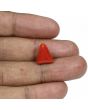 Red Coral (Moonga) - 8.44 Carat 
