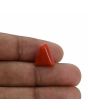 Red Coral (Moonga) - 6.5 Carat 