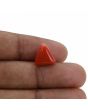Red Coral (Moonga) - 7.03 Carat 