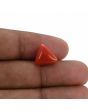 Red Coral (Moonga) - 7.03 Carat 