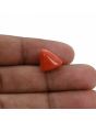 Red Coral (Moonga) - 8.41 Carat 