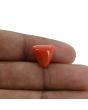 Red Coral (Moonga) - 8.41 Carat 