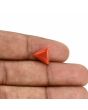 Red Coral (Moonga) Carat 3.61 