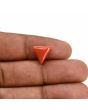 Red Coral (Moonga) Carat 3.1 