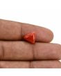Red Coral (Moonga) Carat 3.71 