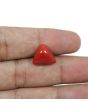 Red Coral (Moonga) - 7.63 Carat 