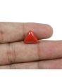 Red Coral (Moonga) - 5.93 Carat 