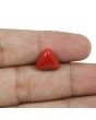 Red Coral (Moonga) - 5.66 Carat 