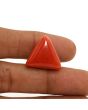 Red Coral (Moonga) - 28.62 Carat 