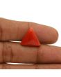 Red Coral (Moonga) - 12.53 Carat 