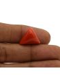 Red Coral (Moonga) - 12.99 Carat 