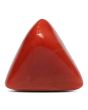 Red Coral (Moonga) - 15.54 Carat 