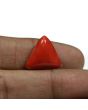 Red Coral (Moonga) - 15.54 Carat 