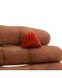 Red Coral (Moonga) - 13.28 Carat 