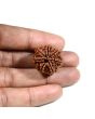 7 Mukhi Rudraksha (Nepal)