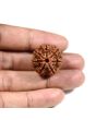 7 Mukhi Rudraksha (Nepal)