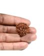 7 Mukhi Rudraksha (Nepal)