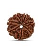 7 Mukhi Rudraksha (Nepal)