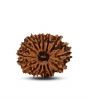 14 Mukhi Rudraksha (Nepal) 25.50 MM