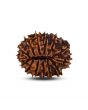 14 Mukhi Rudraksha (Nepal) 25.50 MM