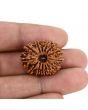 14 Mukhi Rudraksha (Nepal) 25.50 MM