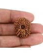 14 Mukhi Rudraksha (Nepal) 25.50 MM