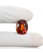 Hessonite (Gomed) 12.64 Carat 