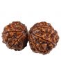 Natural Gauri Shankar 11 Mukhi Rudraksha (Nepal) GJSPC Certified 35.31 M.M.