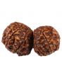 Natural Gauri Shankar 11 Mukhi Rudraksha (Nepal) GJSPC Certified 35.31 M.M.
